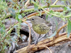 Setophaga kirtlandii