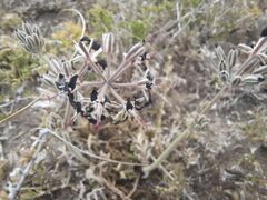 Pelargonium auritum auritum