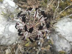 Pelargonium auritum auritum