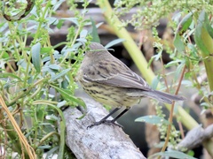 Setophaga kirtlandii