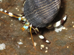 Calcinus seurati
