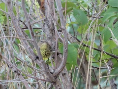 Setophaga kirtlandii