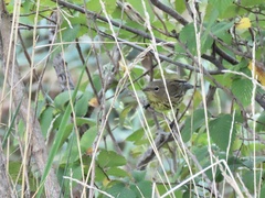 Setophaga kirtlandii