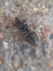 Megalonotus sabulicola