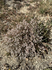Euphorbia melanadenia