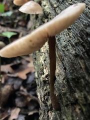 Macrocystidia cucumis