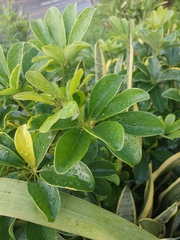 Heptapleurum arboricola