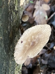 Macrocystidia cucumis