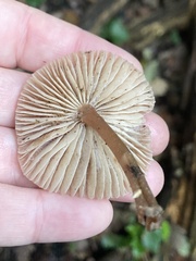Macrocystidia cucumis