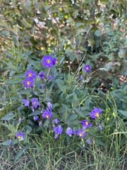 Solanum parishii