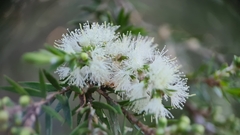Melaleuca bracteata