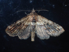 Euteliidae