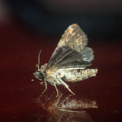 Euteliidae