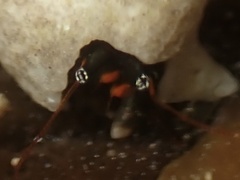 Calcinus laevimanus