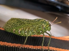 Physemacris variolosa