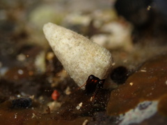 Calcinus laevimanus
