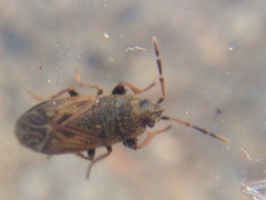 Megalonotus sabulicola