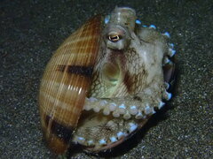 Amphioctopus marginatus