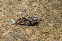 Platypleura