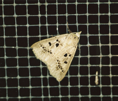 Herminodes atrosignata