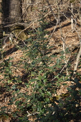 Ilex aquifolium
