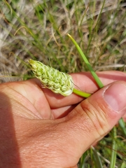 Albuca virens