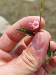 Sphenostylis angustifolia