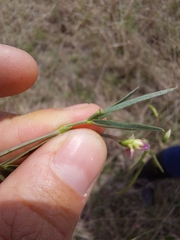 Sphenostylis angustifolia