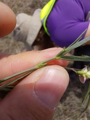 Sphenostylis angustifolia