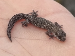 Pachydactylus geitje