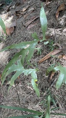 Polypodiaceae