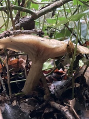Clitocybe