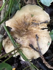 Clitocybe