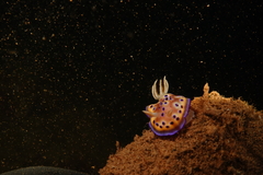 Goniobranchus kuniei