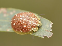 Paropsis marmorea