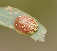 Paropsis marmorea
