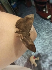 Lepidoptera