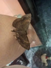 Lepidoptera