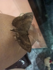 Lepidoptera