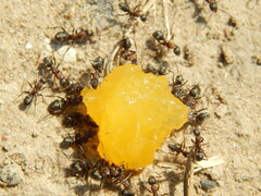 Formica cunicularia