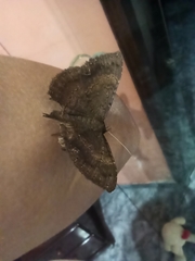 Lepidoptera