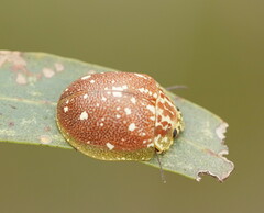 Paropsis marmorea