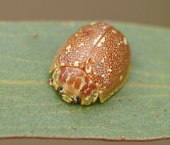 Paropsis marmorea