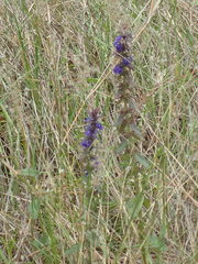Ajuga australis