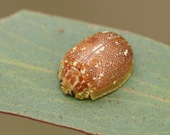 Paropsis marmorea