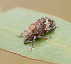 Oxyops fasciatus