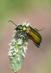 Lytta vesicatoria