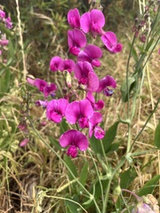 Lathyrus