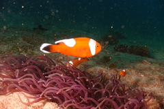 Amphiprion polymnus