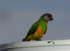 Poicephalus senegalus